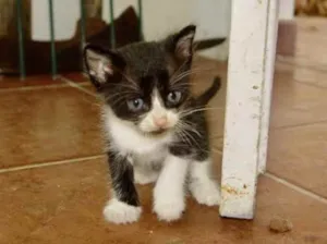 Gato raça SRD idade 2 a 6 meses nome Bolinha 