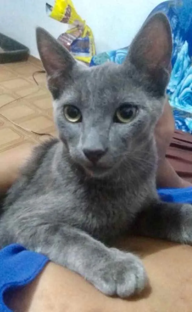 Gato ra a Mestiço  idade 2 a 6 meses nome Guto 