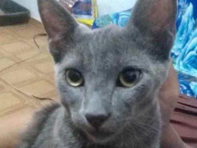 Gato ra a Mestiço  idade 2 a 6 meses nome Guto 