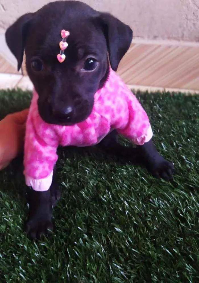 Cachorro ra a Srd idade 2 a 6 meses nome Lily