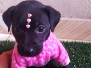 Cachorro raça Srd idade 2 a 6 meses nome Lily