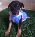 Tico