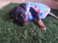 Tico