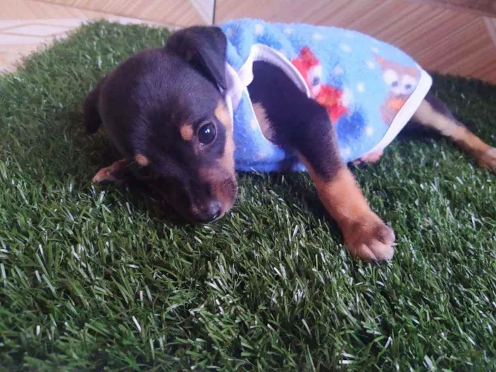 Cachorro ra a Srd idade 2 a 6 meses nome Tico