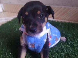 Cachorro raça Srd idade 2 a 6 meses nome Tico