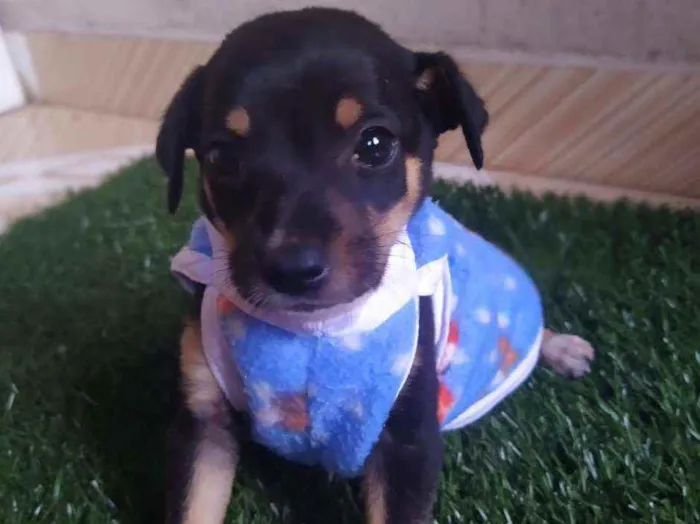 Cachorro ra a Srd idade 2 a 6 meses nome Tico