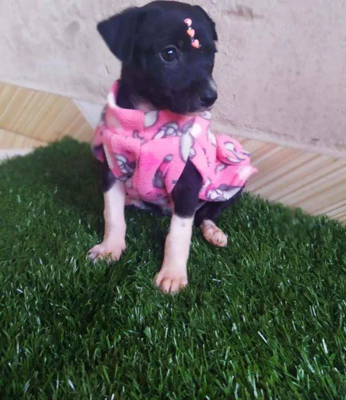 Cachorro ra a Srd idade 2 a 6 meses nome Nina