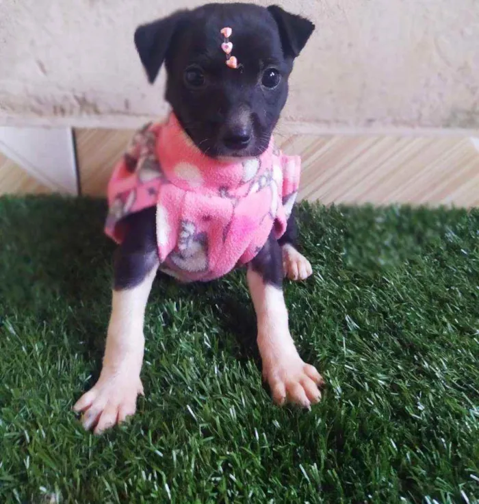 Cachorro ra a Srd idade 2 a 6 meses nome Nina