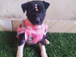 Cachorro raça Srd idade 2 a 6 meses nome Nina