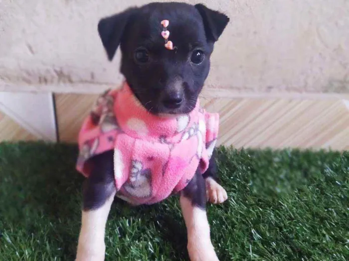 Cachorro ra a Srd idade 2 a 6 meses nome Nina