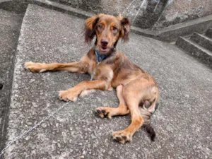 Cachorro raça Vira-lata  idade 7 a 11 meses nome Zeus