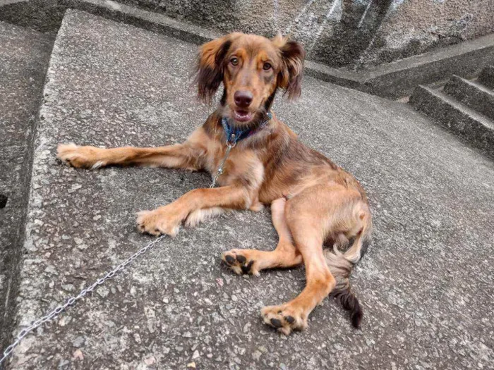 Cachorro ra a Vira-lata  idade 7 a 11 meses nome Zeus