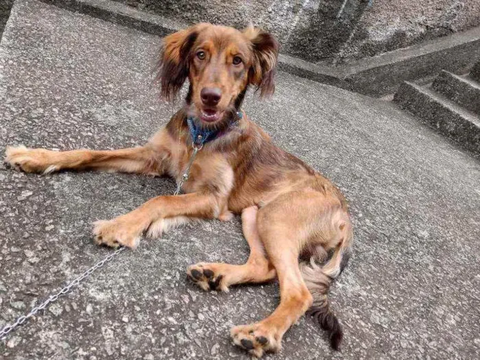 Cachorro ra a Vira-lata  idade 7 a 11 meses nome Zeus
