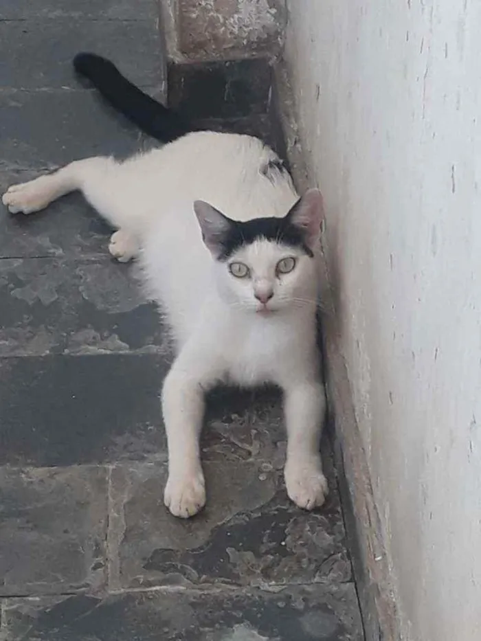 Gato ra a rua idade Abaixo de 2 meses nome sem nome