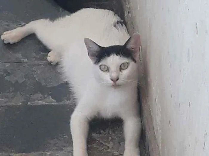 Gato ra a rua idade Abaixo de 2 meses nome sem nome