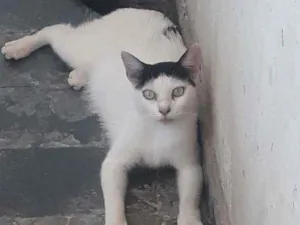 Gato raça rua idade Abaixo de 2 meses nome sem nome