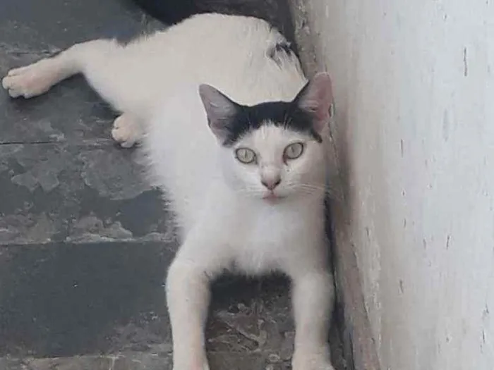 Gato ra a rua idade Abaixo de 2 meses nome sem nome