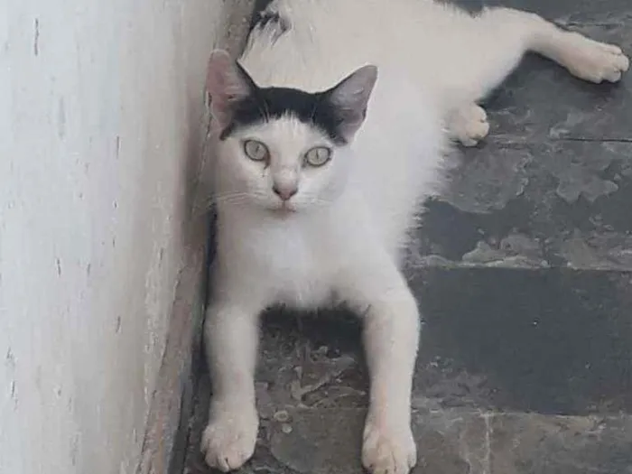 Gato ra a rua idade Abaixo de 2 meses nome sem nome