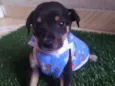 Tico