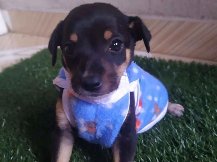 Cachorro ra a Srd idade 2 a 6 meses nome Tico