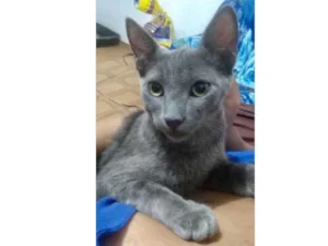 Gato raça Mestiço  idade 2 a 6 meses nome Guto 