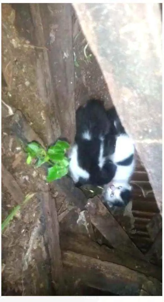 Gato ra a rua idade Abaixo de 2 meses nome sem nome