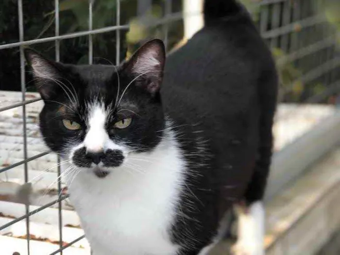 Gato raça SRD idade 3 anos nome Maria João