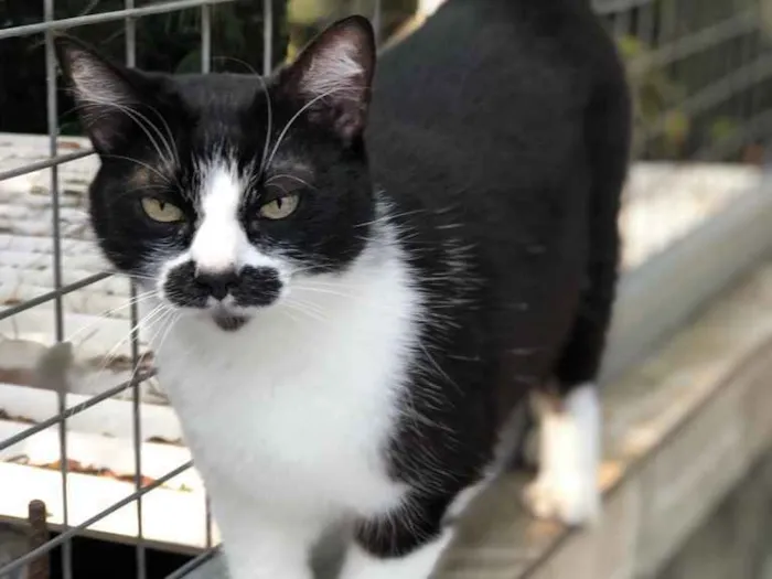 Gato raça SRD idade 3 anos nome Maria João