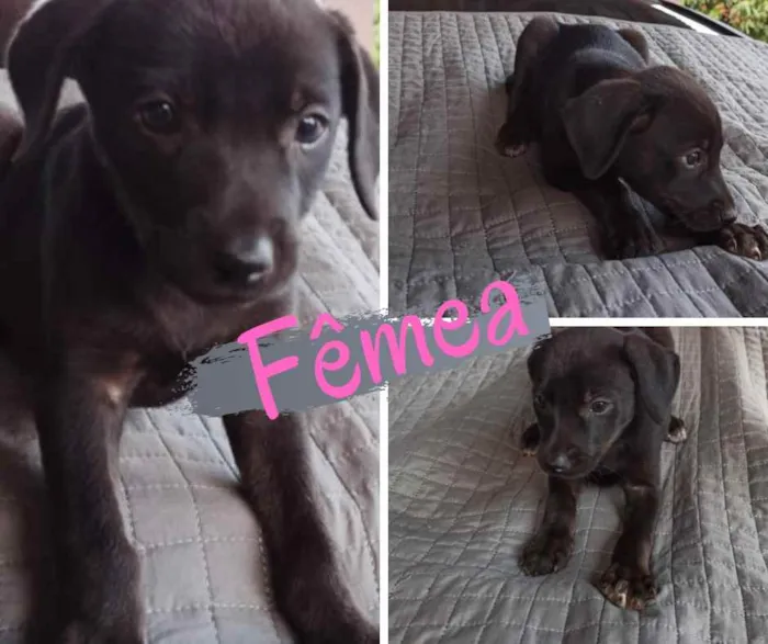 Cachorro ra a SRD-ViraLata idade Abaixo de 2 meses nome Sem nome