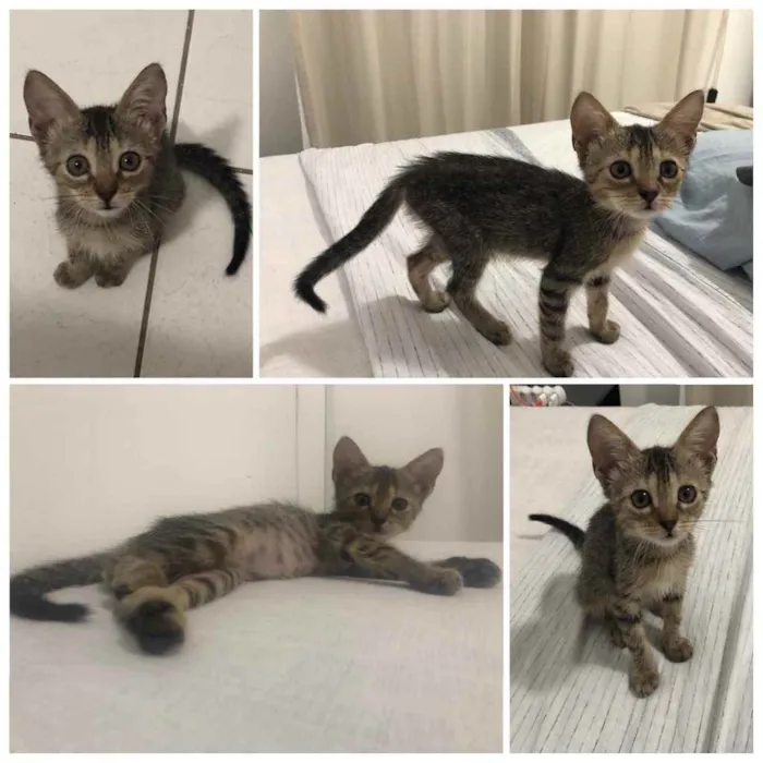 Gato ra a Desconhecido  idade 2 a 6 meses nome Sem nome 