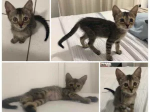 Gato raça Desconhecido  idade 2 a 6 meses nome Sem nome 