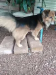 Cãozinho