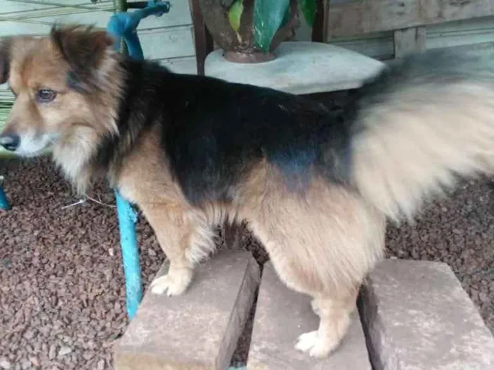 Cachorro ra a SRD idade 2 anos nome Cãozinho