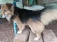 Cãozinho