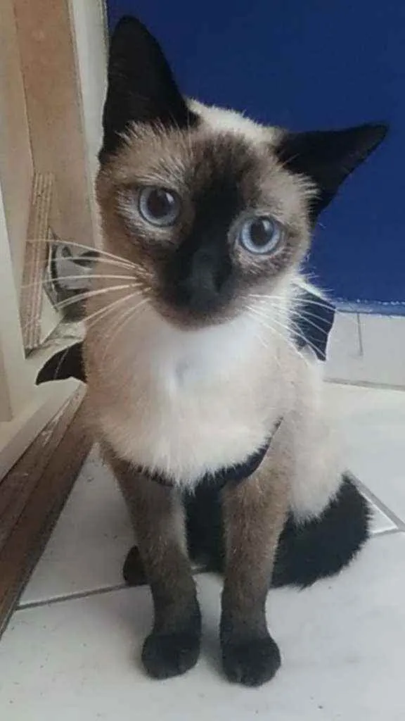 Gato raça Srd idade 7 a 11 meses nome Faiga