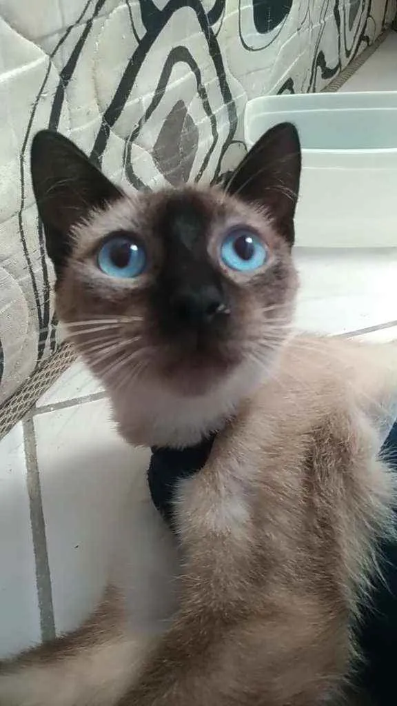 Gato raça Srd idade 7 a 11 meses nome Faiga