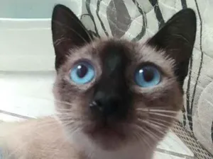 Gato raça Srd idade 7 a 11 meses nome Faiga