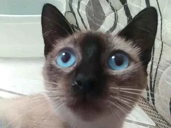 Gato raça Srd idade 7 a 11 meses nome Faiga