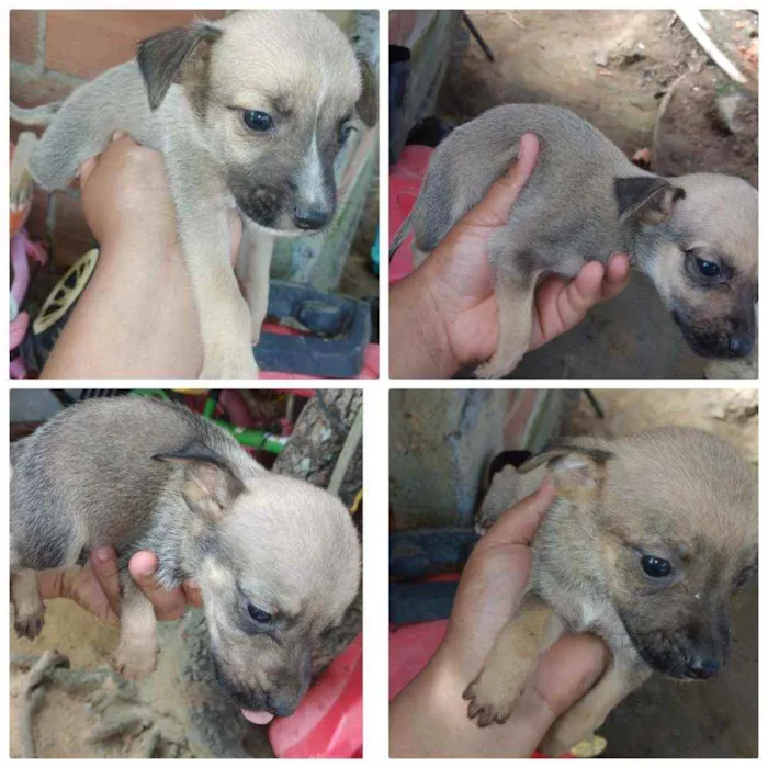 Cachorro ra a Vira-lata  idade Abaixo de 2 meses nome Ainda não tem nomes 