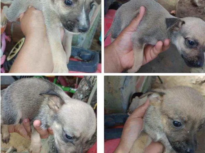 Cachorro ra a Vira-lata  idade Abaixo de 2 meses nome Ainda não tem nomes 
