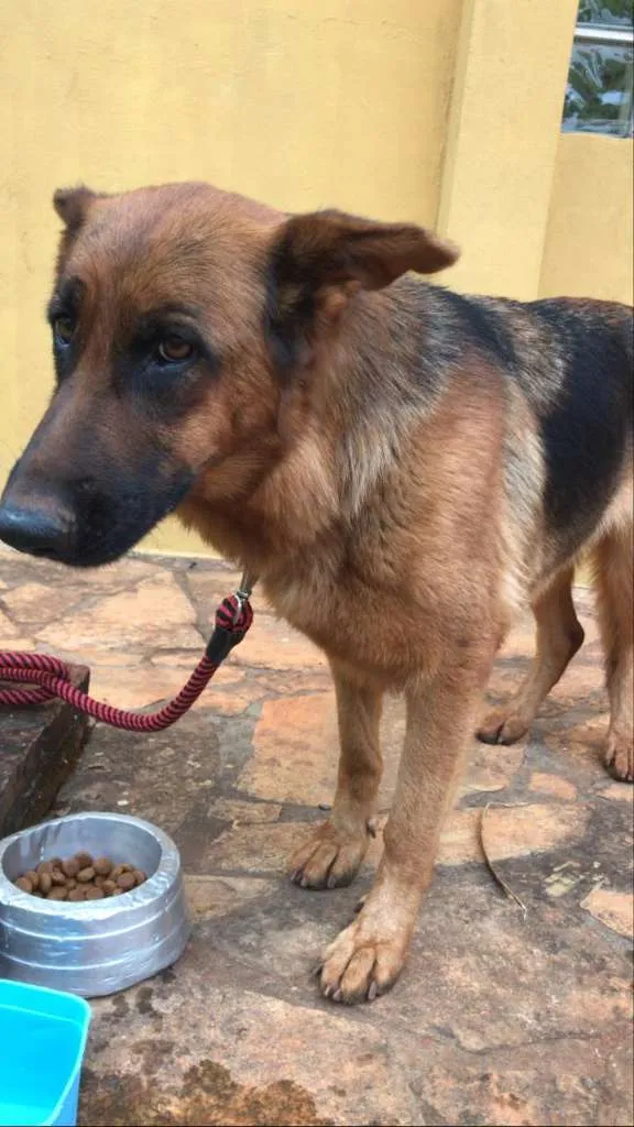 Cachorro ra a PastorAlemão idade  nome não identificado