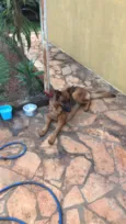 não identificado