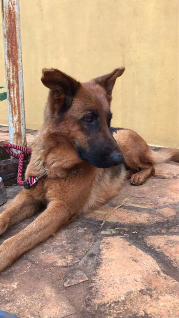 Cachorro ra a PastorAlemão idade  nome não identificado