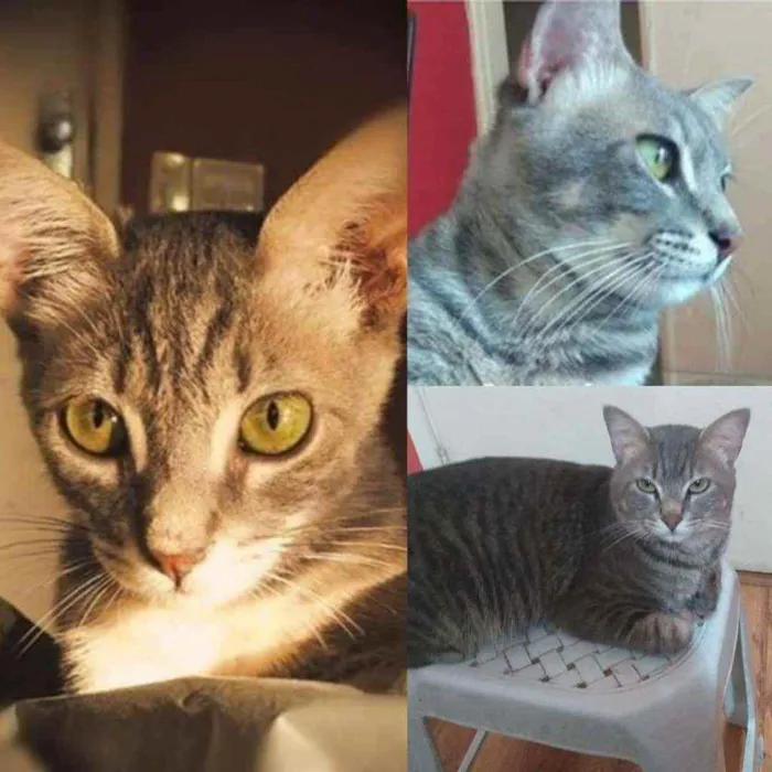 Gato ra a Srd idade 1 ano nome Kenai