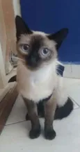 Faiga