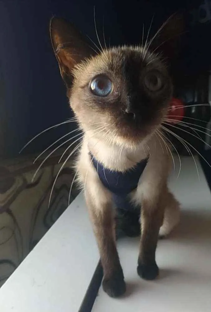 Gato ra a Srd idade 7 a 11 meses nome Faiga