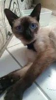 Faiga