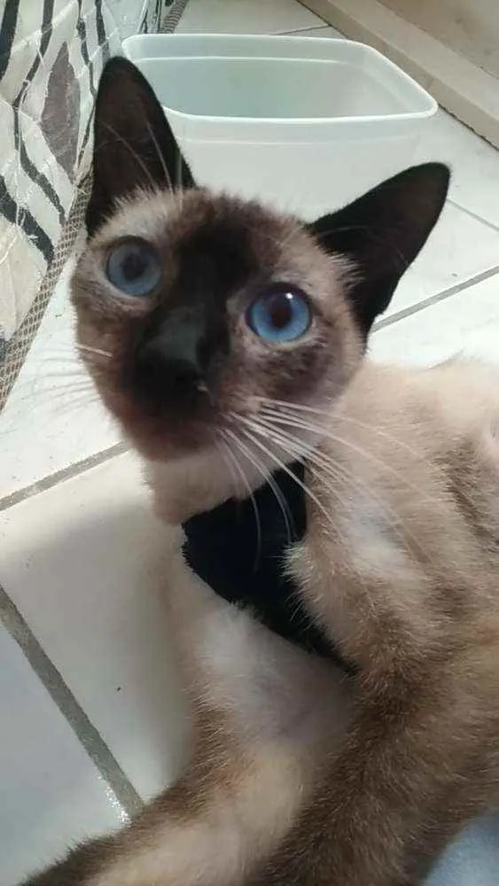 Gato ra a Srd idade 7 a 11 meses nome Faiga