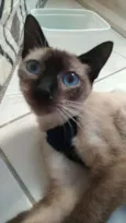 Faiga
