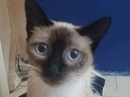Gato ra a Srd idade 7 a 11 meses nome Faiga
